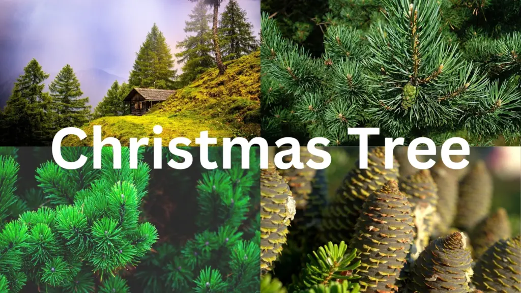 Evergreen Trees and Forests: Tropical Evergreens, Pines, & Christmas Tree Wonders
