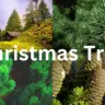 Evergreen Trees and Forests: Tropical Evergreens, Pines, & Christmas Tree Wonders
