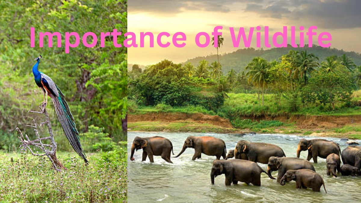 Wildlife Studies aur Nature Facts: Animals aur Plants ke Interesting Facts (Local Flora & Fauna)