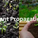 Plant Propagation