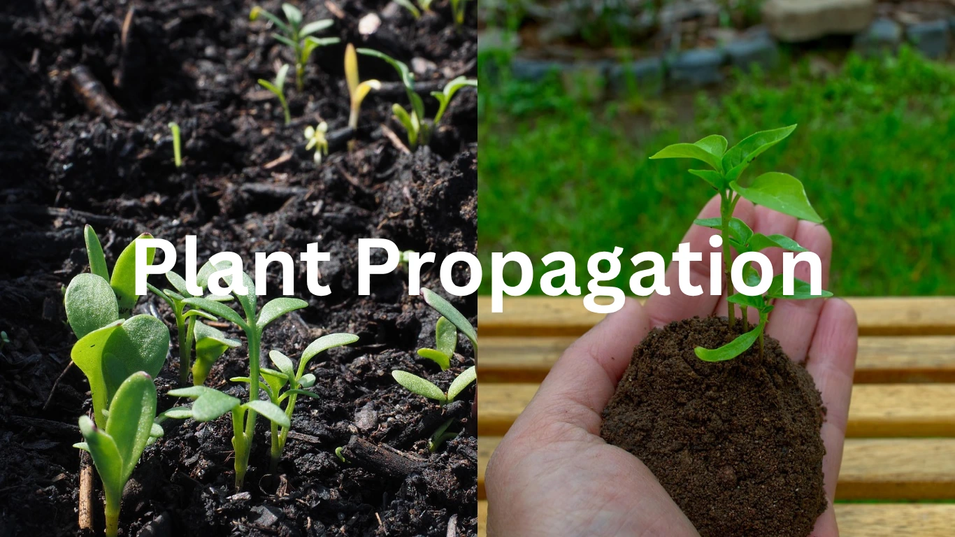 Plant Propagation