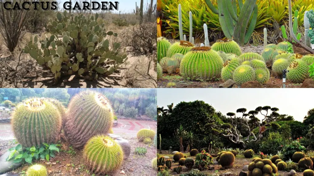 Cactus Garden - कैक्टस गार्डन