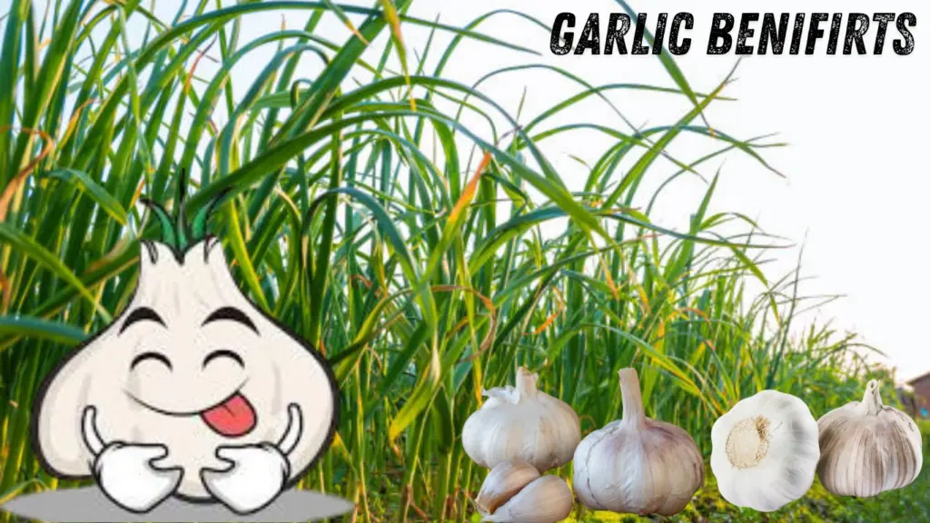 Garlic Benifits - लहसुन खाने के फायदे