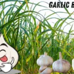 Garlic Benifits - लहसुन खाने के फायदे