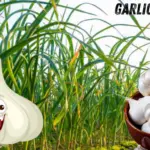 Garlic Benifits - लहसुन खाने के फायदे