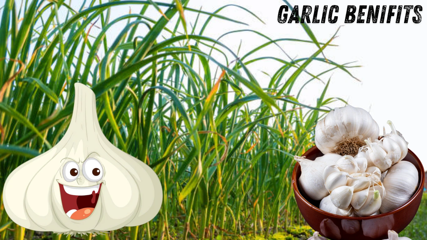 Garlic Benifits - लहसुन खाने के फायदे