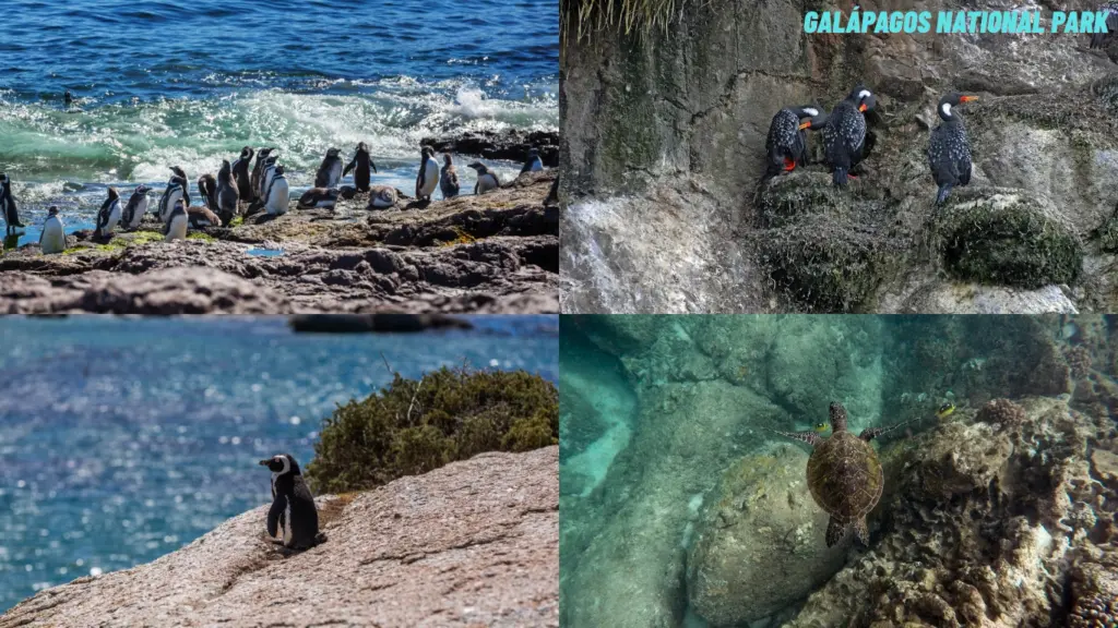 Galápagos National Park Ecuador