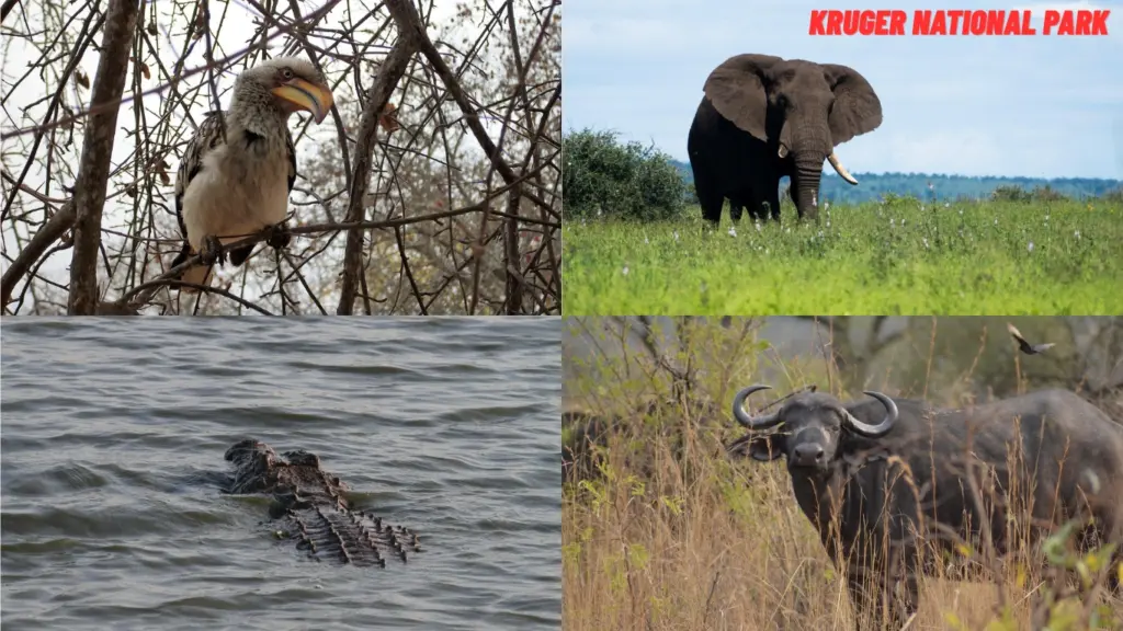 Kruger National Park South Africa